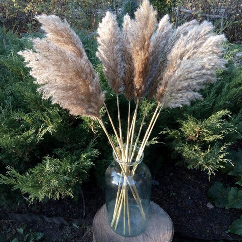 Free Shipping Dried Pampas Grass Decor Wedding Flower Bunch Natural Plants for Home Christmas Decorations Gift Dry Flower