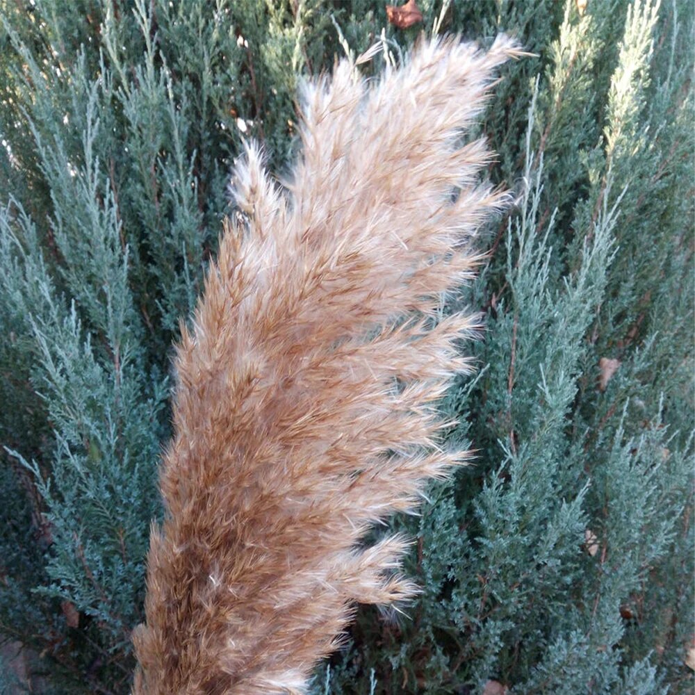 Free Shipping Dried Pampas Grass Decor Wedding Flower Bunch Natural Plants for Home Christmas Decorations Gift Dry Flower